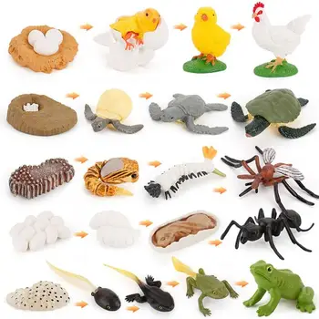 1 Nustatyti Modeliavimo Gyvūnų Modelio Gyvavimo Ciklo Pažinimo Žaislas Varles/vėžlys/ant/uodas/vištienos Modelis Augimo Ciklo Pradžioje Švietimo Žaislas